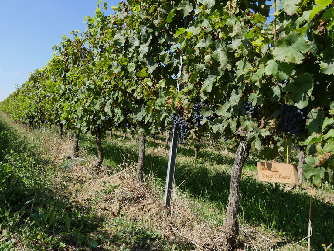 Виноградник на урожай